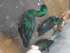 Cayuga Duck - সৌখিন হাস